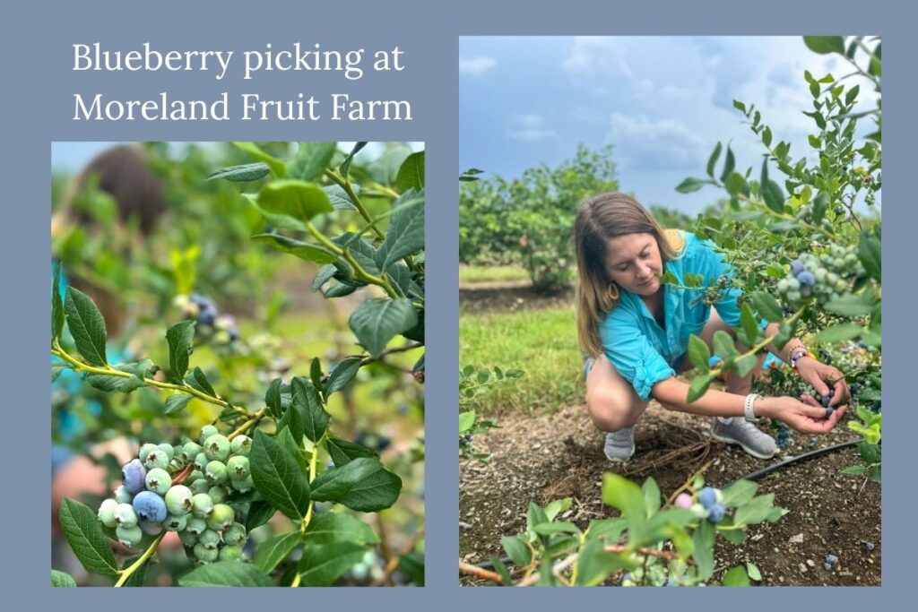 A collage of two photos of the author, Michelle, picking blueberries from blueberry plants. 